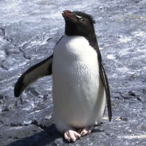 ケイ
