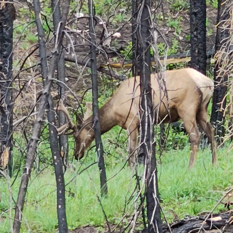 elk in jasper