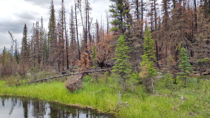jasper-nature-regeneration