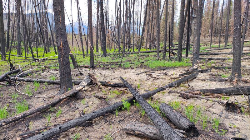 jasper-regeneration-from-wild-fire