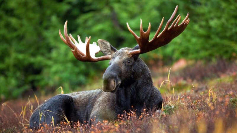 moose