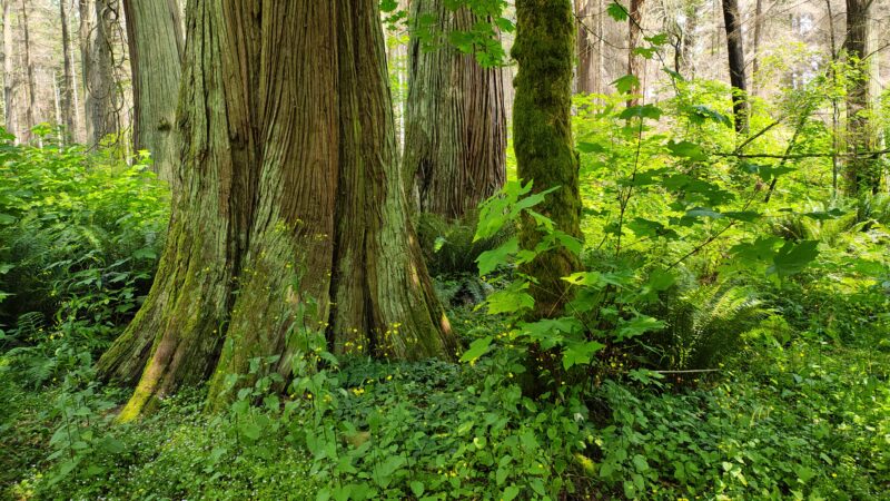 vancouver-stanley-park-big-tree