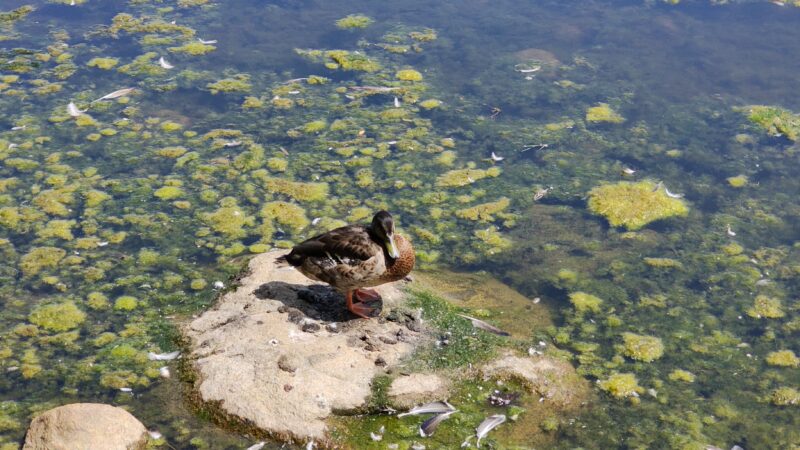 vancouver-stanley-park-duck