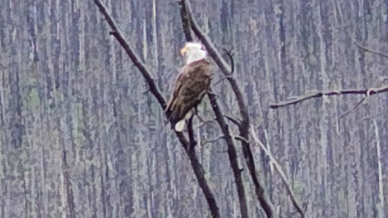 white-head-eagle in jasper
