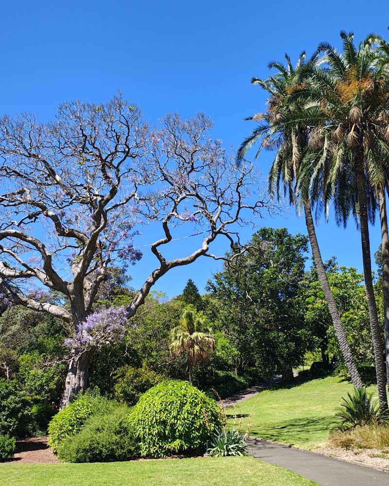 sydney-royal-botanic-garden