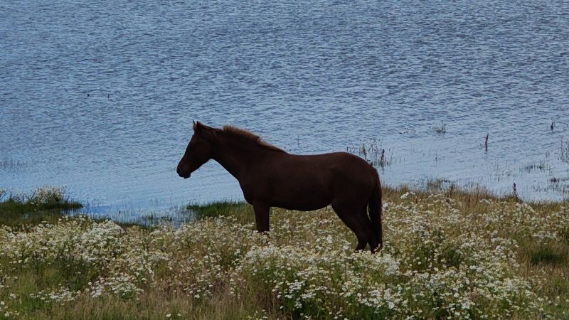 walking-around-el-calafate