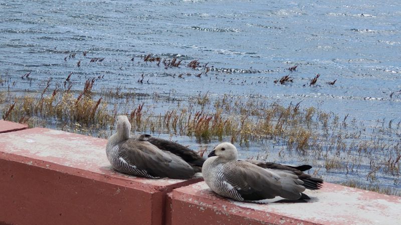 walking-around-el-calafate