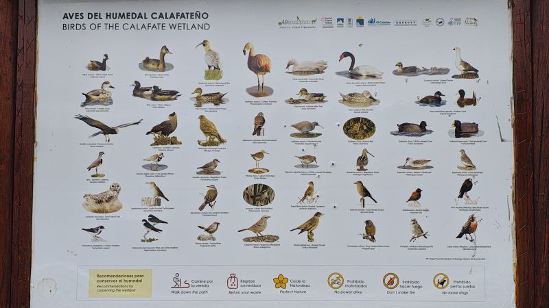 walking-around-el-calafate