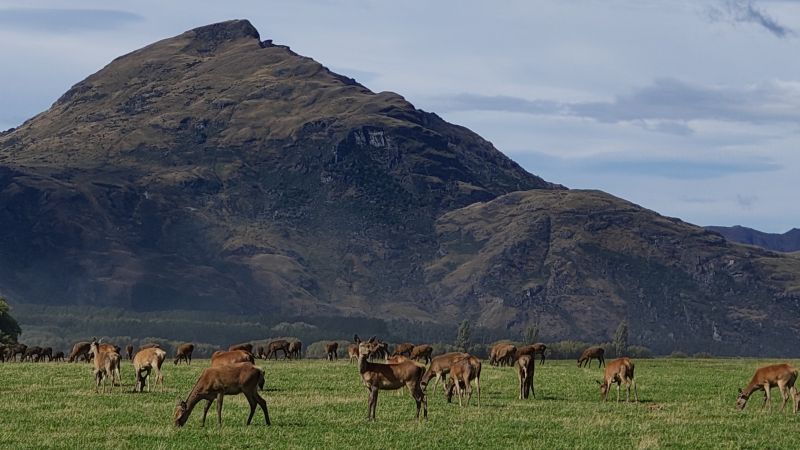 animal-in-NZ