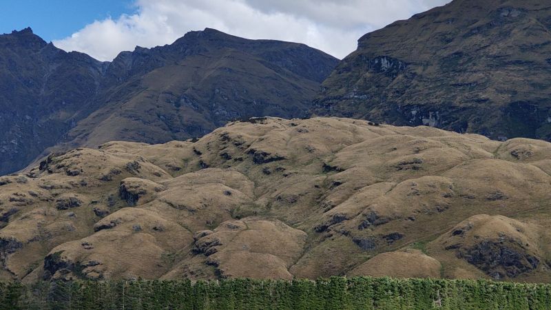 animal-in-NZ