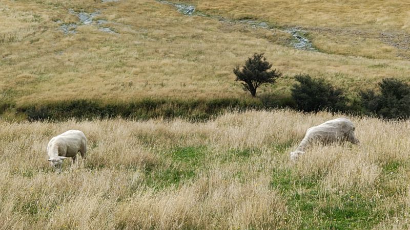 animal-in-NZ